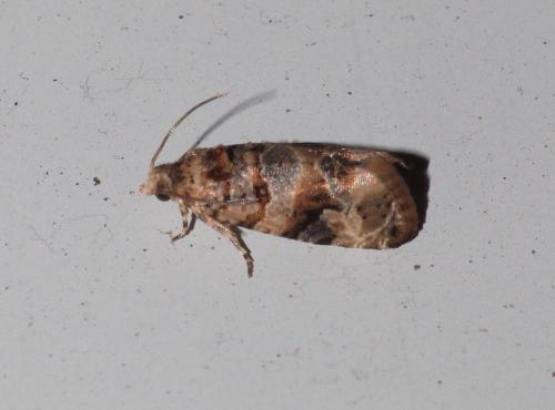 Réf. 295 065 : Lobesia botrana